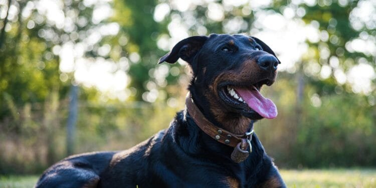 Gijs (43) in Burenruzies: ‘De buurman laat zijn onopgevoede hond expres los op het speelveldje van de kinderen’