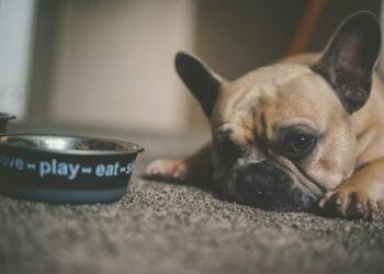 Steeds meer honden en katten hebben een voedselallergie: ‘Etiket vertelt niet altijd alles’