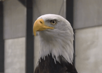 “Netherlands is important link in birds of prey illegal trade “