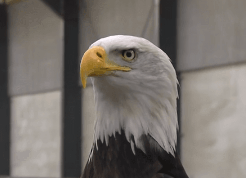 “Netherlands is important link in birds of prey illegal trade “