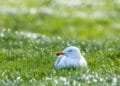 Nesting seagull halts play at Hague football club