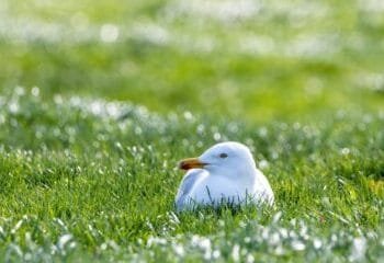 Nesting seagull halts play at Hague football club