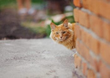 Dutch island to use drones to round up and remove stray cats