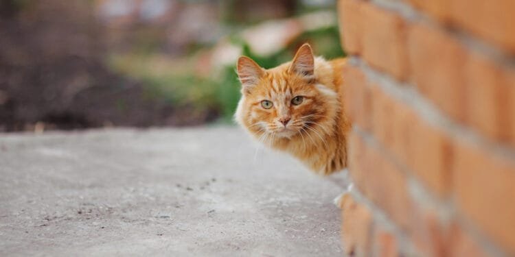 Dutch island to use drones to round up and remove stray cats