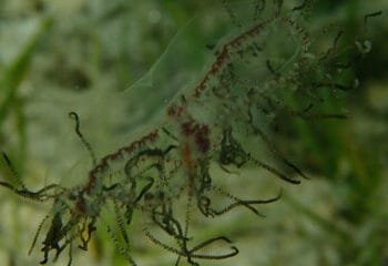 Beware the clinging jellyfish, Zeeland authorities warn