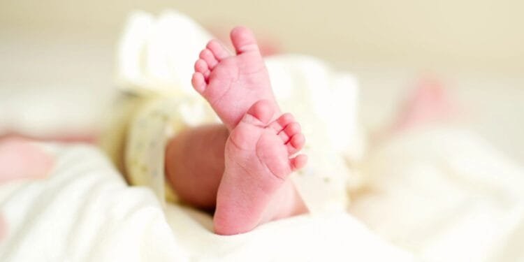 Dutch birth rate plummets 16% in the last 10 years
