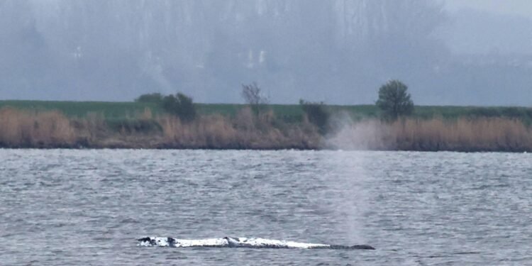 Karkas bultrug Timmy op land getrokken in Denemarken