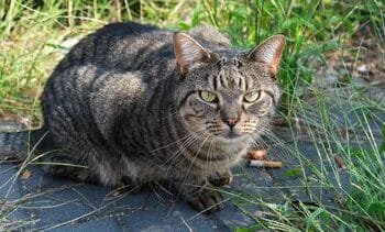 Deze provincie wil het afschieten van verwilderde katten toestaan