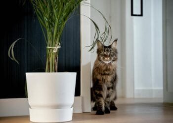 Jessica (39) in Burenruzies: ‘De kat van de buren komt via ons kattenluik naar binnen en steelt het eten van onze kat’