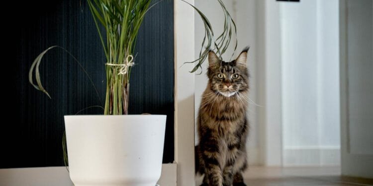 Jessica (39) in Burenruzies: ‘De kat van de buren komt via ons kattenluik naar binnen en steelt het eten van onze kat’