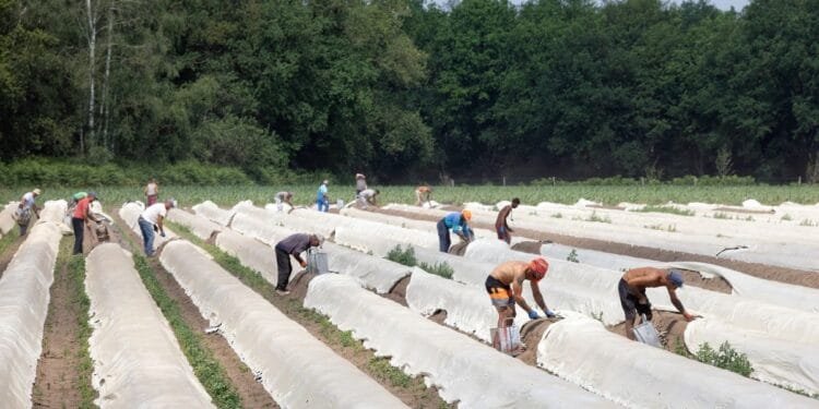 Most Dutch back labour migration but want a cap, says CBS