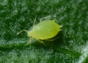 Bladluizen nemen je tuin over? Deze natuurlijke vijanden lossen het probleem voor je op