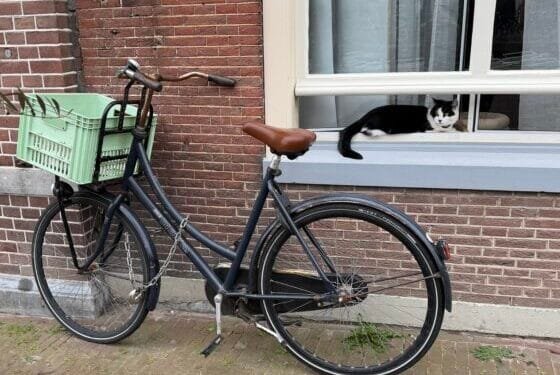 “The Netherlands is a very convenient, easy-to-live-in country”