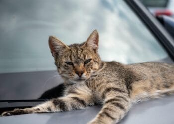Maria (39) in Burenruzies: ‘Door de kat van de buren zit onze auto vol met krassen’
