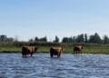 Frisian waterways polluted by PFAS, water board calls for ban