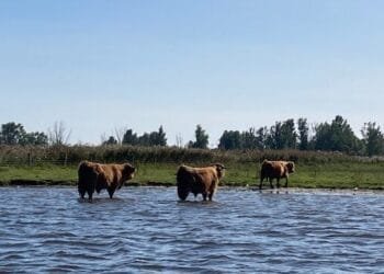 Frisian waterways polluted by PFAS, water board calls for ban