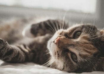 Nieuw onderzoek onder huisdiereigenaren: katten verbeteren humeur, maar verhogen soms stress