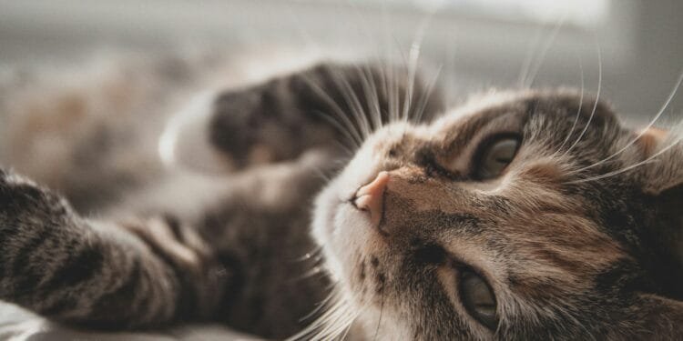 Nieuw onderzoek onder huisdiereigenaren: katten verbeteren humeur, maar verhogen soms stress