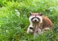 Action needed to combat raccoon plague, Limburg province says