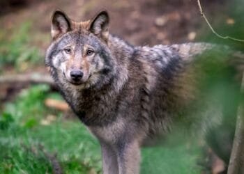 One in seven Dutch wolves illegally killed by poachers: study