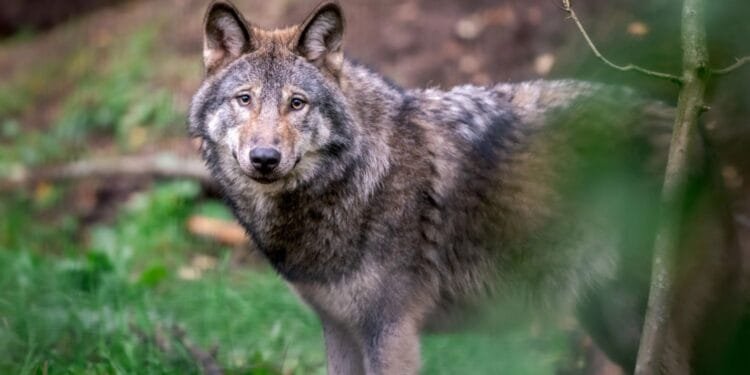 One in seven Dutch wolves illegally killed by poachers: study
