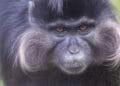 Escaped monkey on the loose near Beekse Bergen safari park