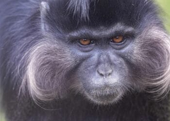 Escaped monkey on the loose near Beekse Bergen safari park