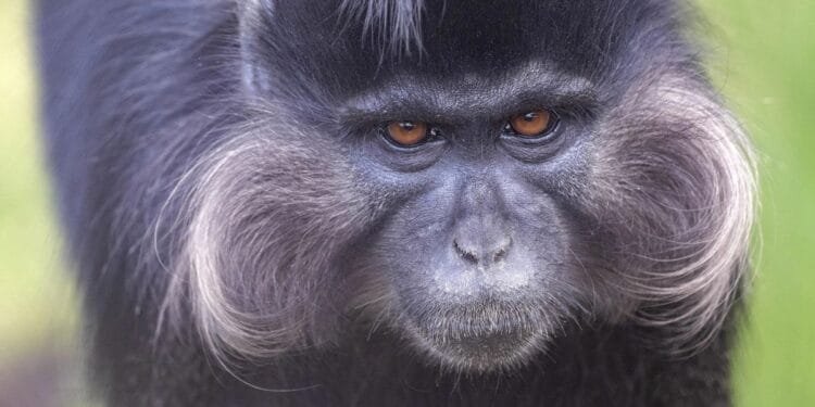 Escaped monkey on the loose near Beekse Bergen safari park