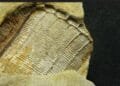 Lots to chew on: study reveals fossil is eagle ray dental plate