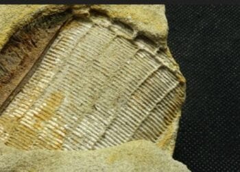 Lots to chew on: study reveals fossil is eagle ray dental plate