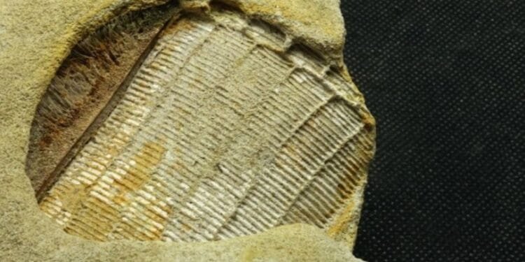 Lots to chew on: study reveals fossil is eagle ray dental plate