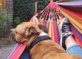 Is having a dog a way of building local communities?
