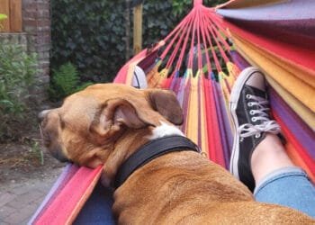 Is having a dog a way of building local communities?