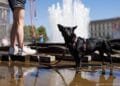 Duitsland meet met 41,3 graden zijn hoogste temperatuur ooit