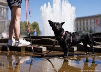Duitsland meet met 41,3 graden zijn hoogste temperatuur ooit