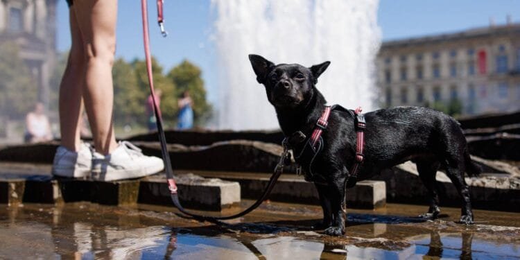 Duitsland meet met 41,3 graden zijn hoogste temperatuur ooit