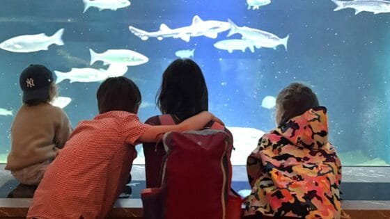 Amsterdam’s Artis aquarium reopens after €50m restoration
