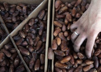 NL is main EU importer of illegal Israeli settlement produce