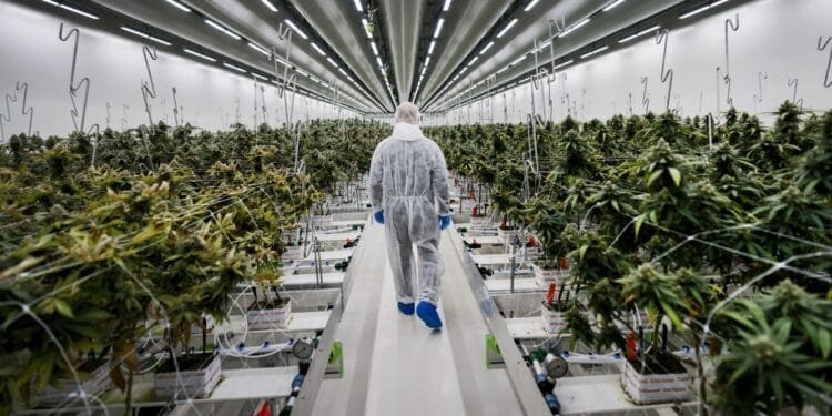 US tobacco giant moves into Dutch weed legalisation trial