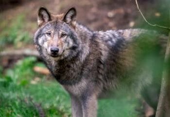 Local government turns down pack of FOI requests on wolf attacks
