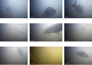 Utrecht’s fish door bell rung 220,000 times as season ends