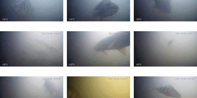 Utrecht’s fish door bell rung 220,000 times as season ends