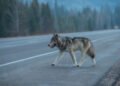 Podcast: The What’s The Permit Deadline Time, Mr Wolf? Edition