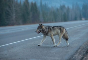 Podcast: The What’s The Permit Deadline Time, Mr Wolf? Edition