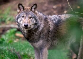 Cabinet fast-tracks shooting of problem wolves this summer