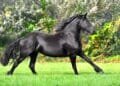 Highly prized Friesian horse breed under threat from inbreeding