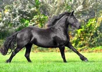 Highly prized Friesian horse breed under threat from inbreeding