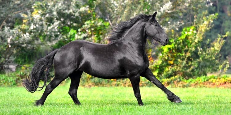 Highly prized Friesian horse breed under threat from inbreeding