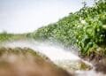 Extreme droogte zet oogst onder druk: ligt er straks minder groente in de supermarkt?