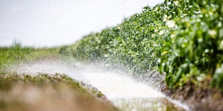 Extreme droogte zet oogst onder druk: ligt er straks minder groente in de supermarkt?